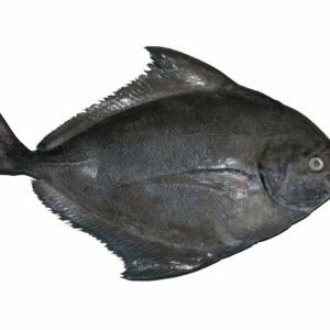 Black pomfret