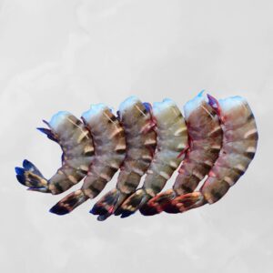 SEA TIGER PRWANS