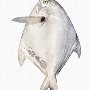 White Pomfret