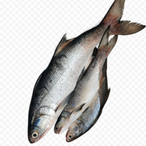 Indian salmon fish