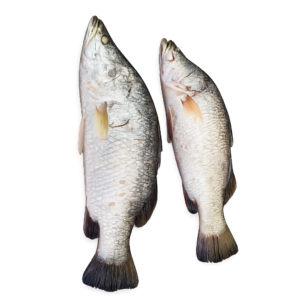 Seabass fish