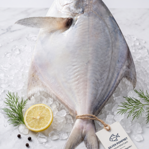 White Pomfret